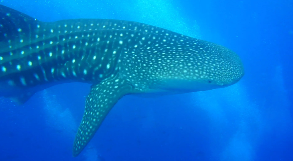 requin baleine
